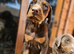 Top Quality KC'D Stunning Chunky Dobermann pups