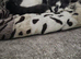 Gray and white female cat