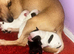 Girl back available looking for home Puppies available soon