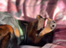 Marley the sausage