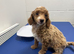 Kc registered TOY POODLE puppies