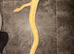 Lovely huge Friendly female phantom enchi yb albino ball python