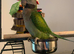 Darbiyn parrot Glasgow