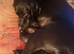 Puppy's for sale