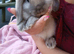 Beautiful mini lop rabbits 9 weeks old