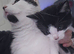 Last kitten left looking for his forever home