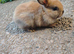 Mini rex x mini lop