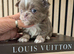 Beautiful quality apple head longcoat chihuahua boys