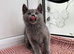 -RESERVED- TICA Russian blue girl