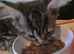 Two little kittens for sale (females)