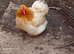 Pekin hen