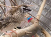 Cherry Finch Pair swap or offer