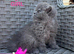 2 GCCF Blue  British Long Hair Kittens