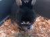 Pure netherland dwarf rabbit