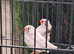 Nice pair zebra finches in large cage