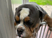 Old tyme bulldog