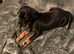 Royal KC Doberman puppies