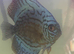 Blue Turk discus