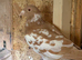 Racing 2 pigeons for sale