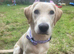 Beautiful Yellow Labrador for Sale – Malibu (19 Months Old)
