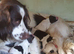 Beautiful English springer spaniels
