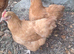 Buff Orpington breeding group