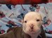 Oldeenglishbulldogs O.E.B