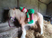 Stunning palomino gelding