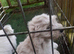 WEST HIGHLAND TERRIER PUPS REGISTERED