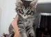 Tica registered mainecoons