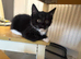 3 tuxedo black and white kittens left! :)