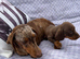 Dachshund puppy