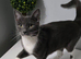 Cat 2 yr female beautiful grey and white