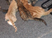 Beautiful kittens