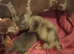 Miniature dachshund