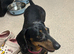 Dachshund girl back in tanand dapple lovely nature dog good on walks good with other dogs good with kids and other people free and wormed chipped sell