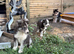 Siberian husky puppies