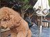 RED MINIATURE POODLE GIRL