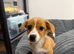 Jack Russel puppy max
