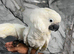 Baby HandReared Friendly Super Tame Cuddly Umbrella Cockatoo