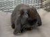 Pure Bred Girls (13w old) Mini Lop Babies