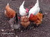 White hens for sale