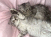 3 Stunning Kittens