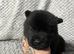 3 Akita puppies left