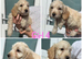 Cockapoo puppies