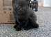 Kittens for sale