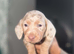 Beautiful mini dachshund
