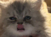 Chinchilla exotic kittens