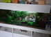 Fish tank