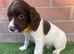 Springer spaniel puppies